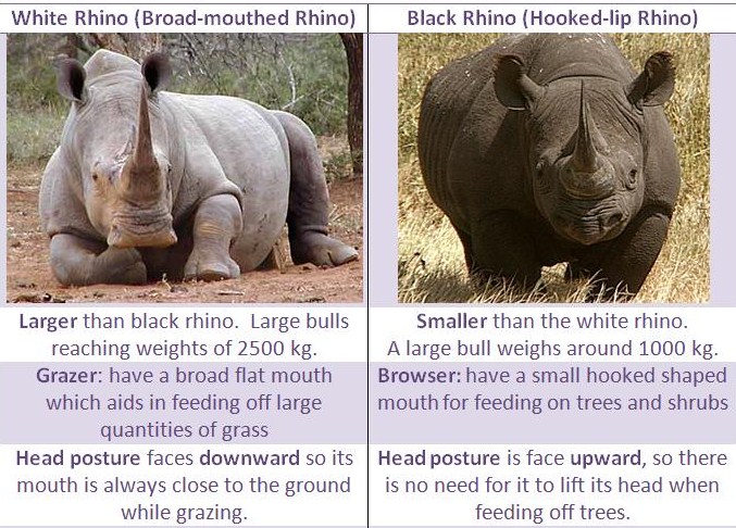 2 rhinos.jpg