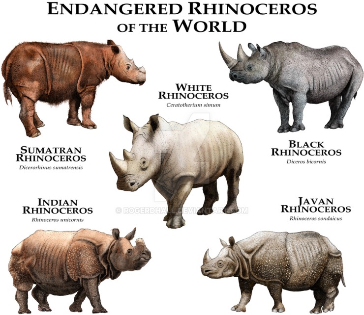 5 rhinos